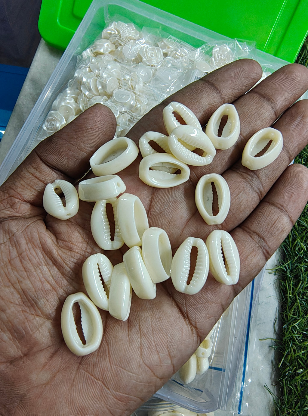 Acrylic cowrie