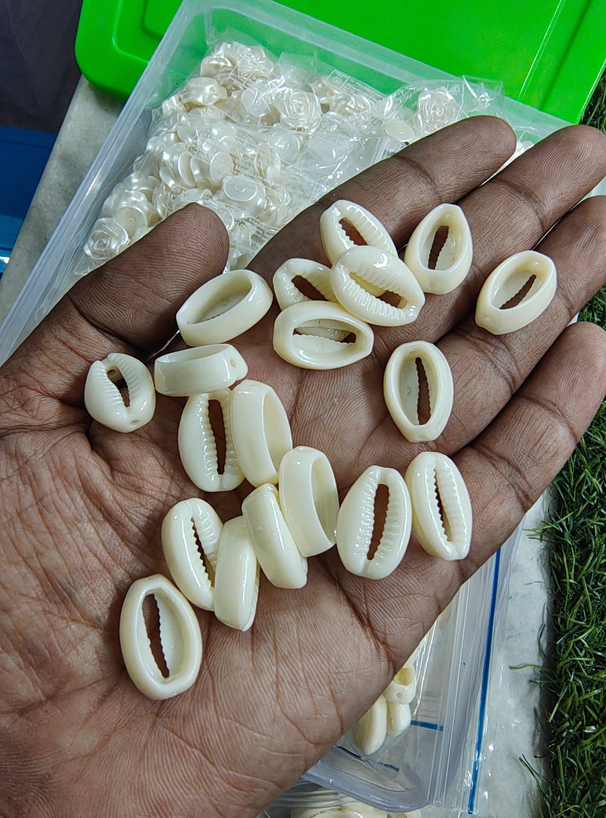 Acrylic cowrie