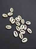 Acrylic cowrie (AB2132)